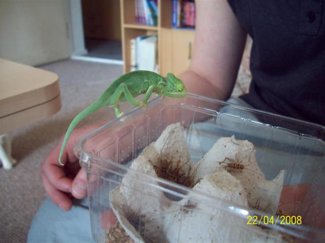Jemeno chamelionas
