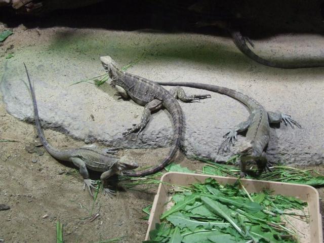 Cyclura nubila jaunims