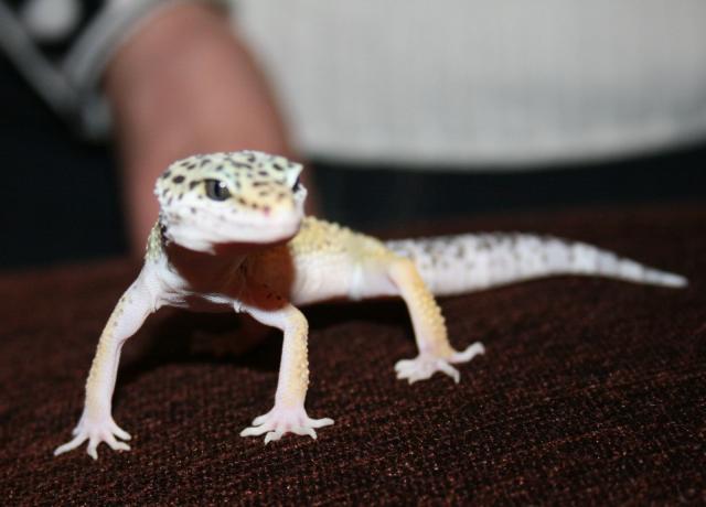 Leopardinis gekonas - Eublepharis macularius