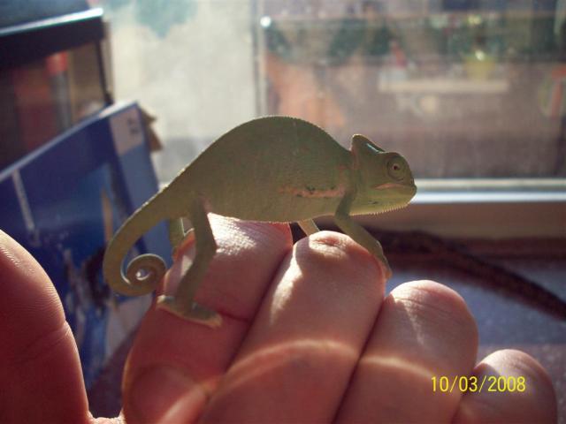 Jemeno chameleonas