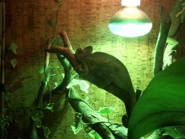 Chameleonas