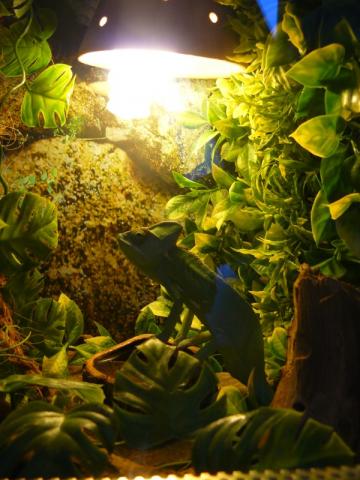 Chamaeleo calypratus
