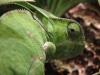 chamke_susirupinus_t1.jpg