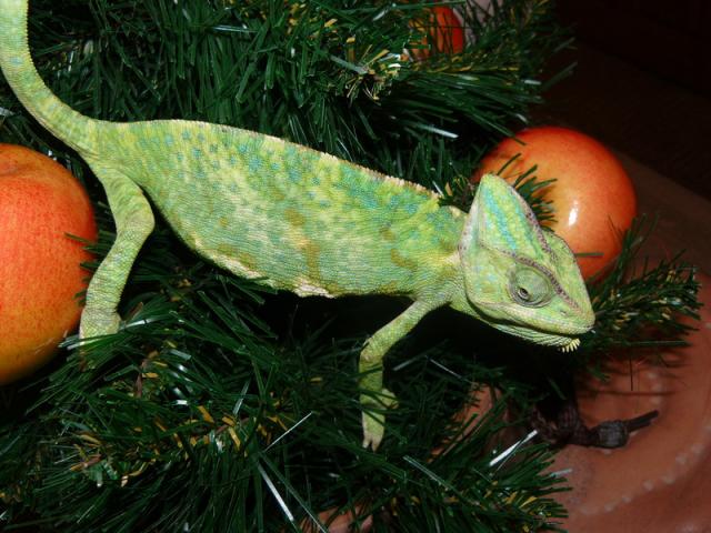 Chamaeleo calypratus 