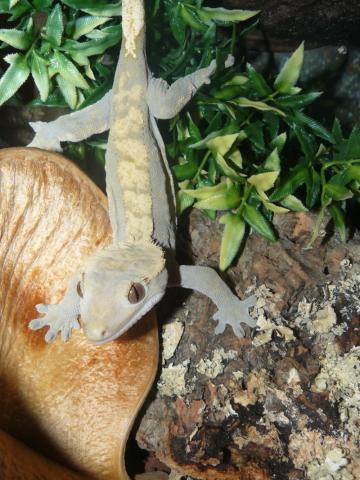 Rhacodactylus ciliatus