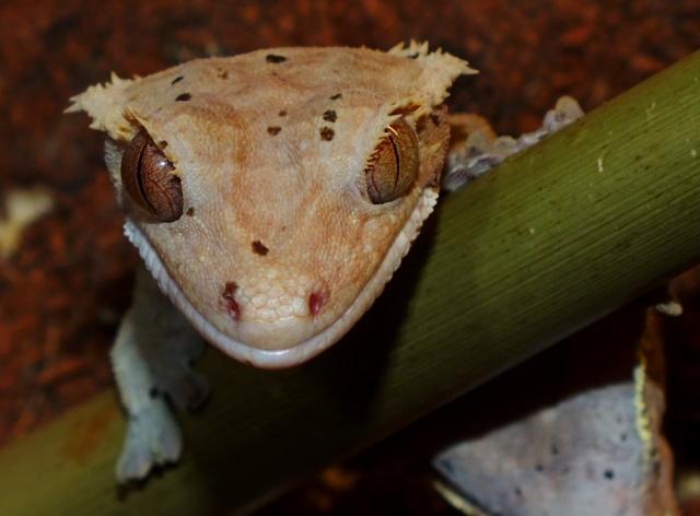 Rhacodactylus ciliatus