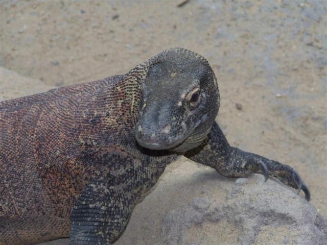 Comodo dragon