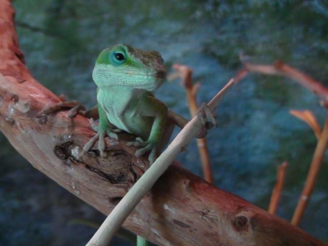 Anolis carolinensis
