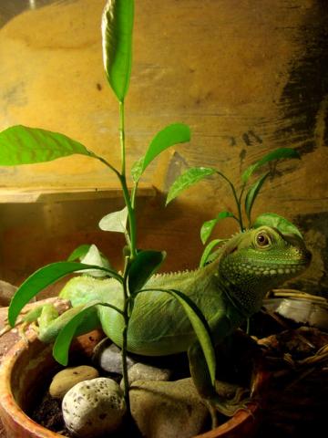Physignathus cocincinus
