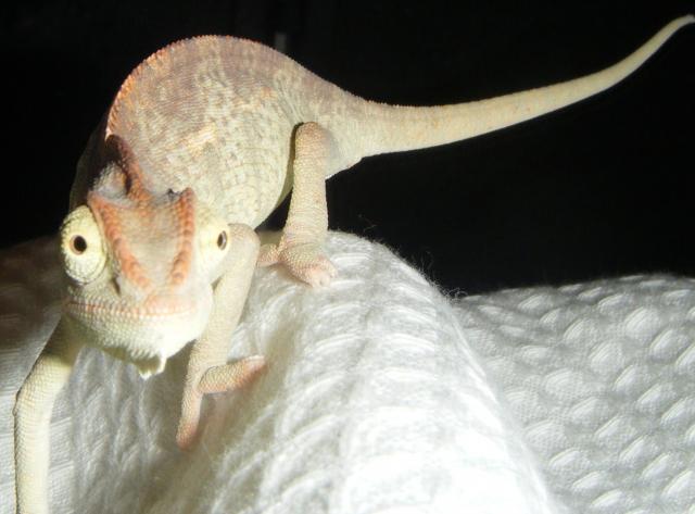 Dinozauriukas:)