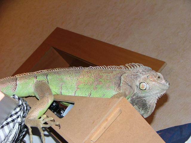 Drakasha