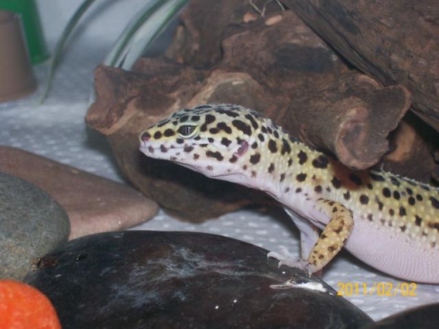 e. macularius