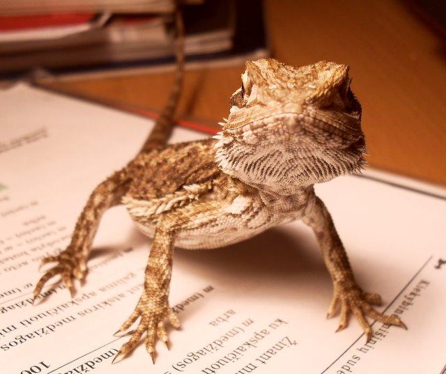 Pogona vitticeps 