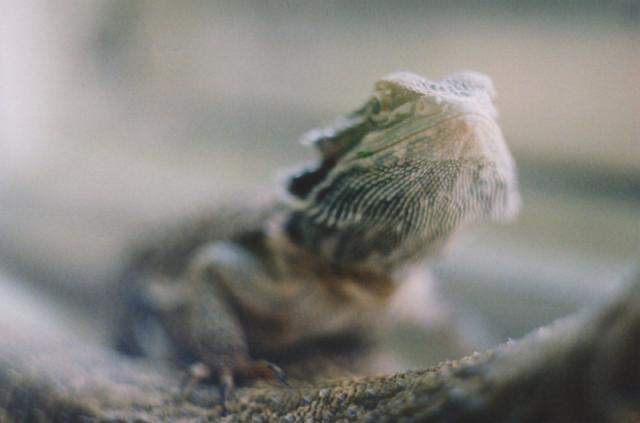 Pogona vitticeps