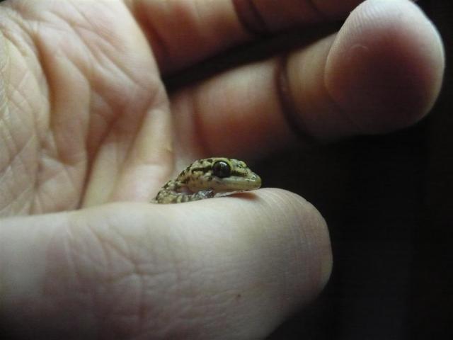Mediterian gecko