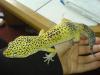 dsc00217_t1.jpg