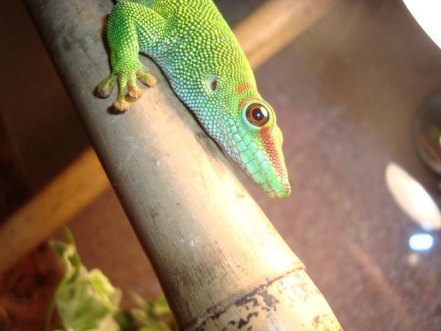 Phelsuma madagascariensis