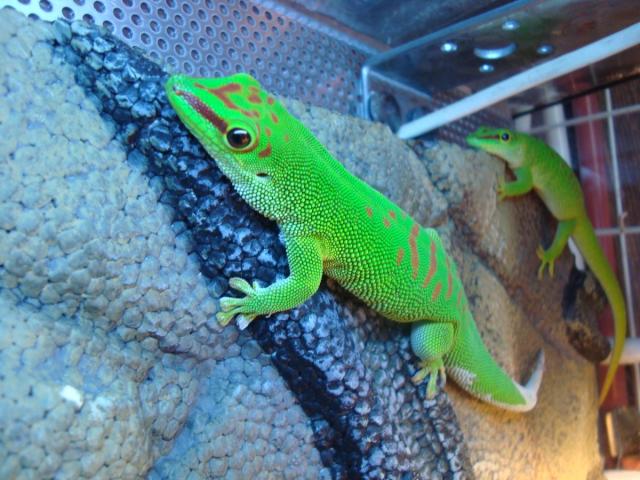 Phelsuma madagascariensis
