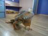 dsc02809_t1.jpg