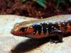 dsc03656_t1.jpg