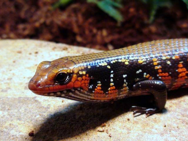 Lepidothyris fernandi