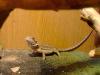 dsc03660mazesne_t1.jpg