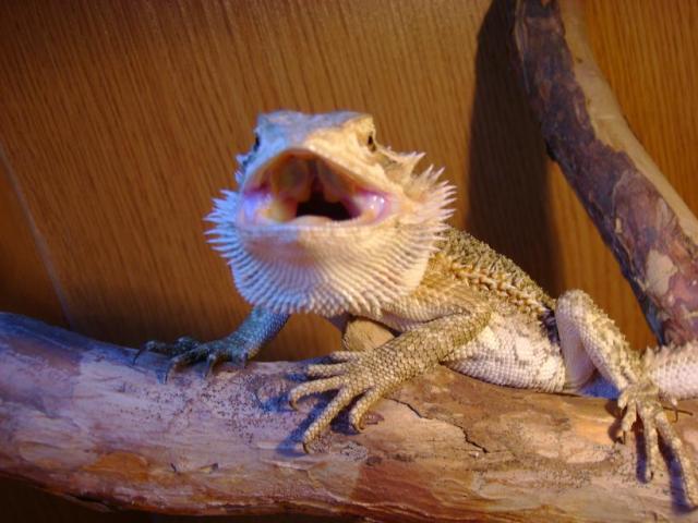 barzdotoji agama