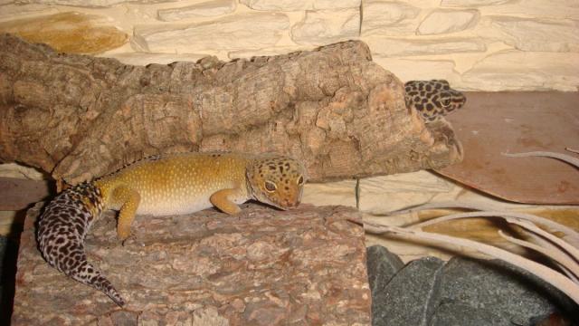 Patelės