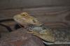 dsc_0075_t1.jpg