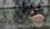 dsc_0114_t1.jpg