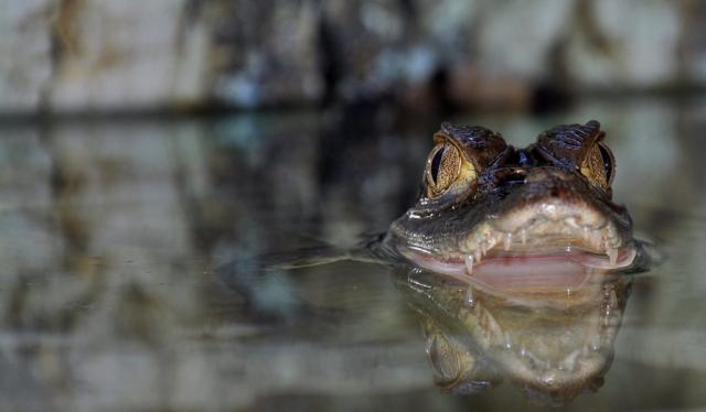Kaimaninis krokodilas (Caiman crocodilus) 