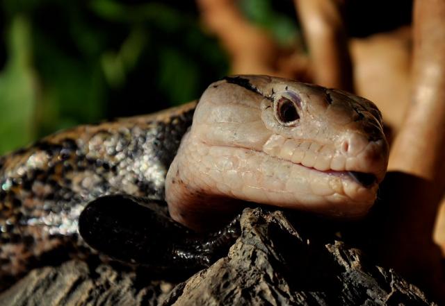 Tiliqua scinkoides
