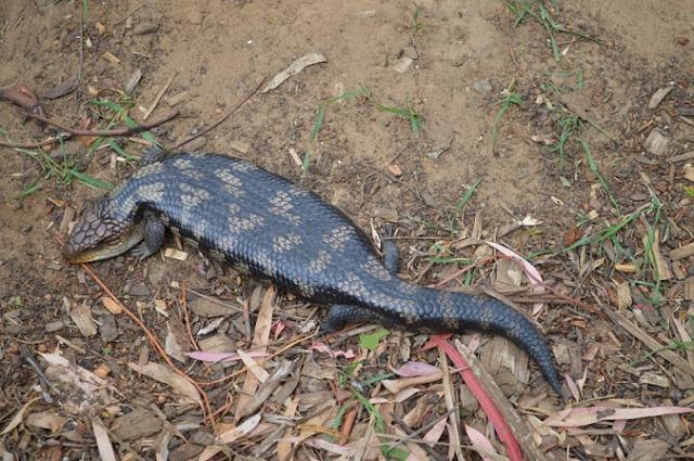 Blue-tongue lizard