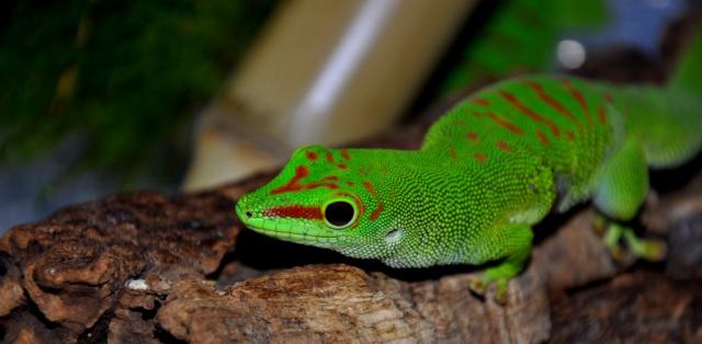 Phelsuma madagascariensis