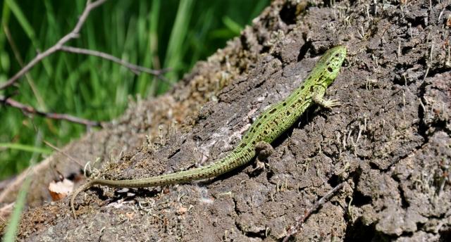 Vikrusis driežas (Lacerta agilis)