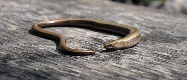 Trapusis gluodenas (Anguis fragilis)