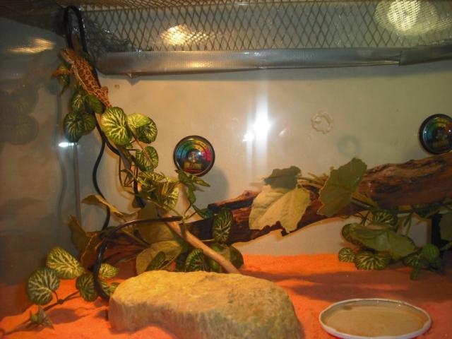 Pogona vitticeps 
