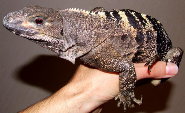 Ctenosaura similis
