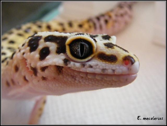 Eublefaras