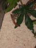 dscf4098_t1.jpg