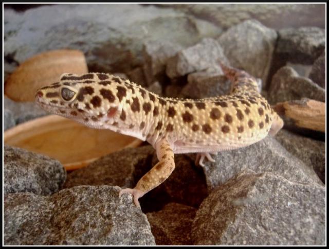 E. macularius