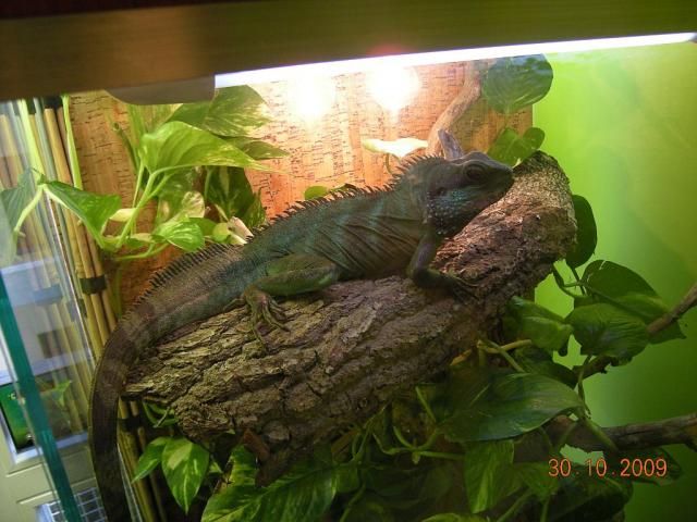 vandenine agama