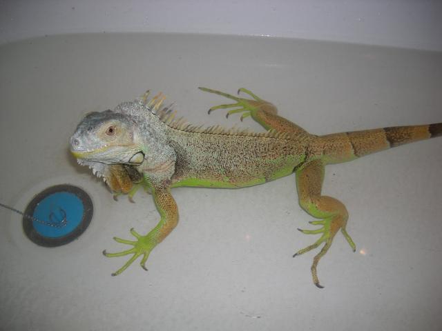 Iguana