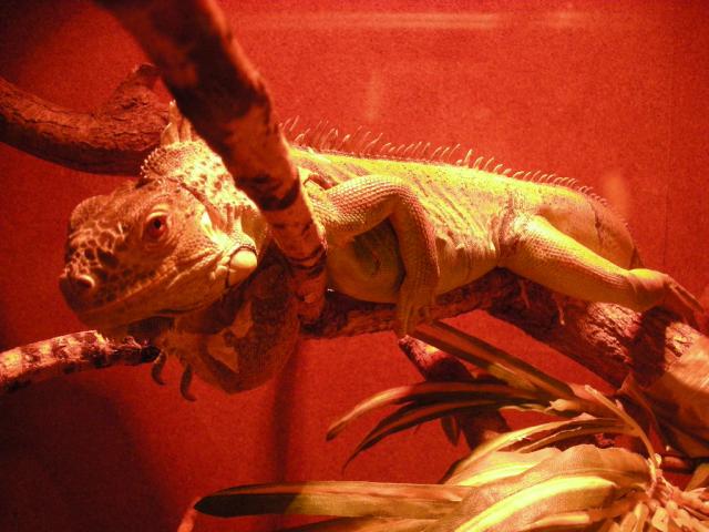 Iguana