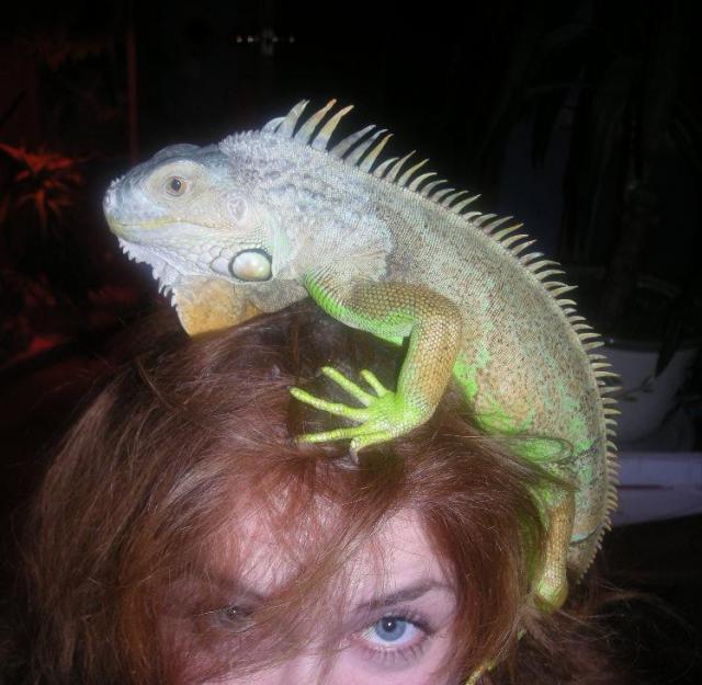 Iguana