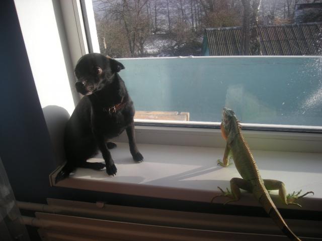 Iguana