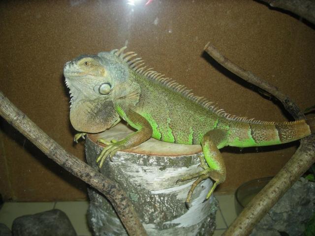 Iguana