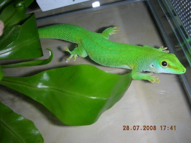 Phelsuma madagascariensis