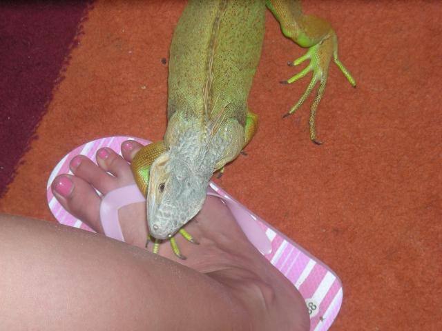 Iguana