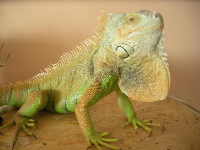 Iguana